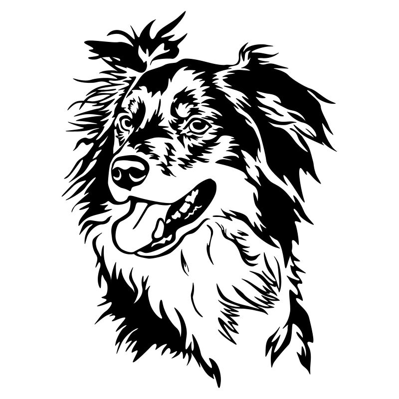 Border Collie Kopf