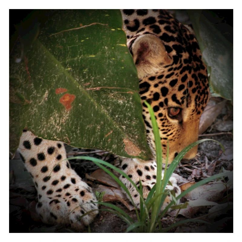 Jaguar 2