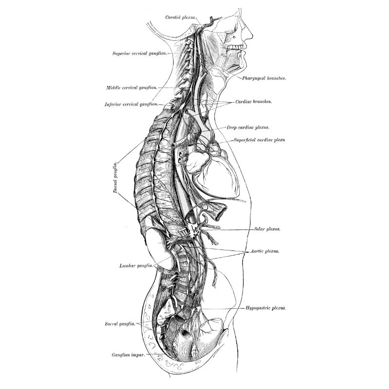Human Body - Section