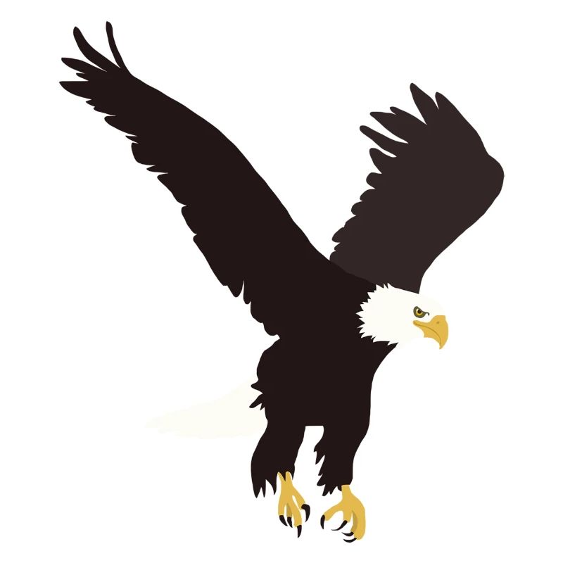 Weisskopfseeadler