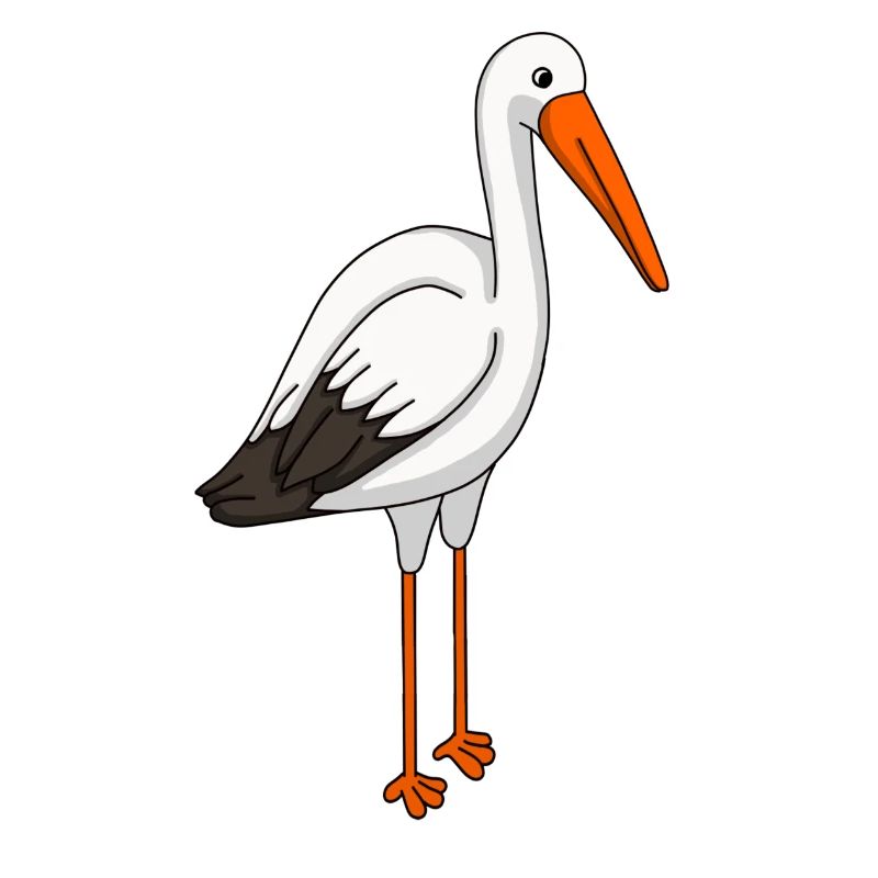 Storch