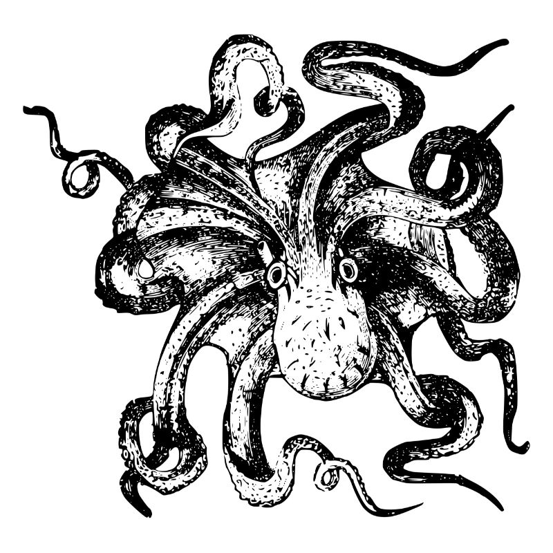 squid giant octopus octopus octopus squid sepia fish