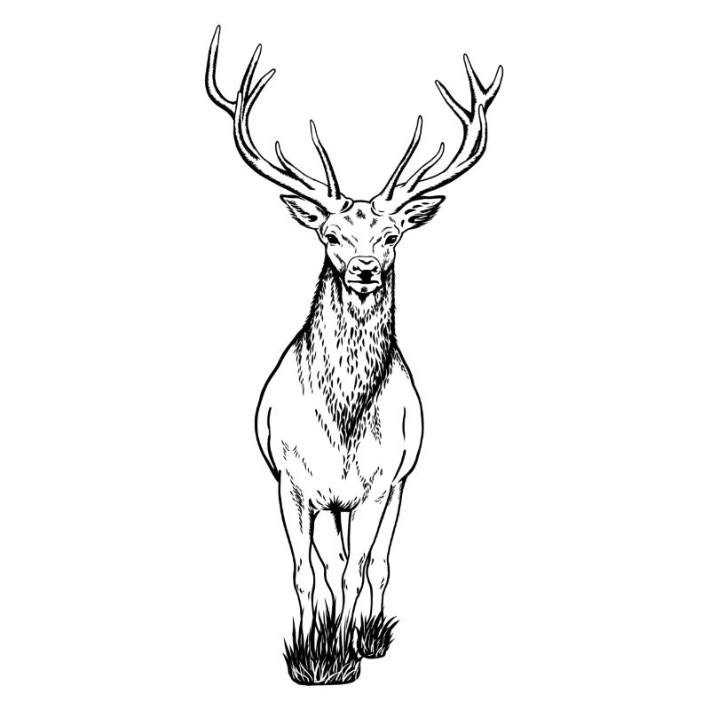 Hirsch