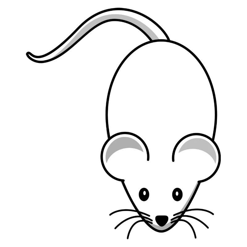 Maus,mäuschen,weisse maus