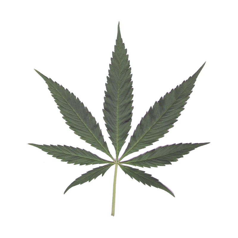 cannabis Mariuhana