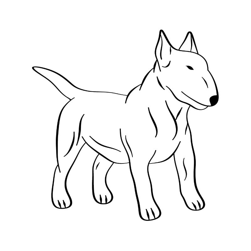 Bullterrier