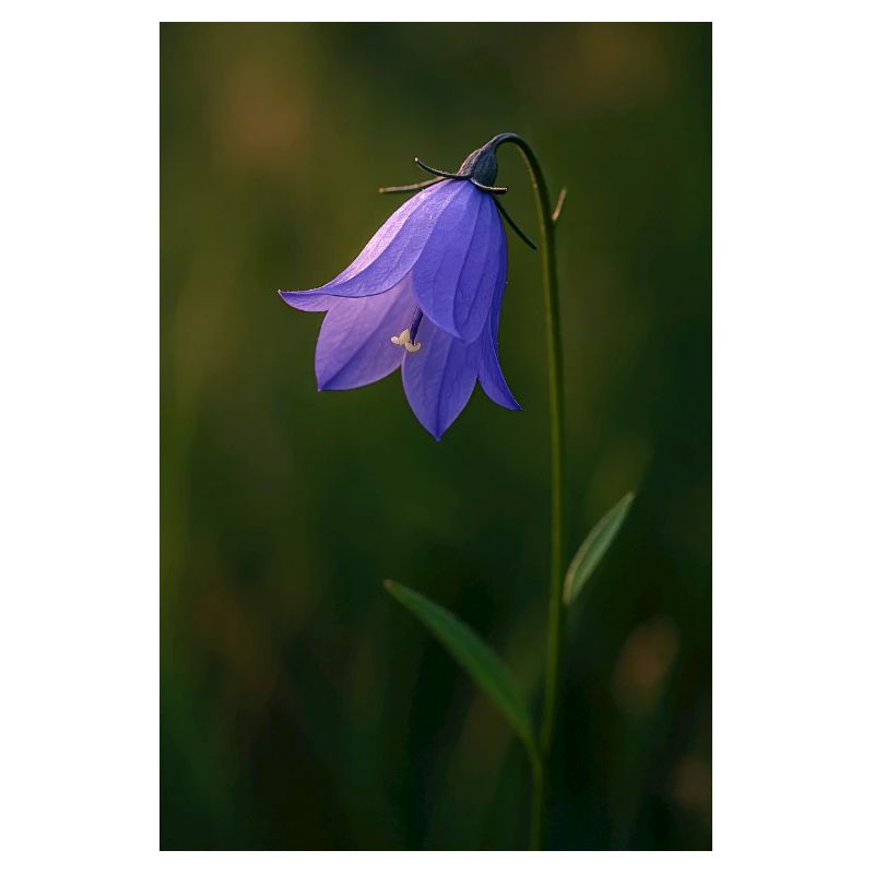 Rundblättrige Glockenblume