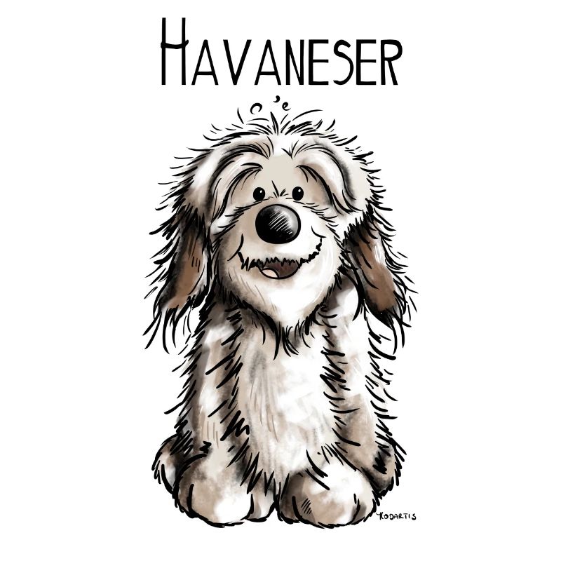 Fröhlicher Havaneser