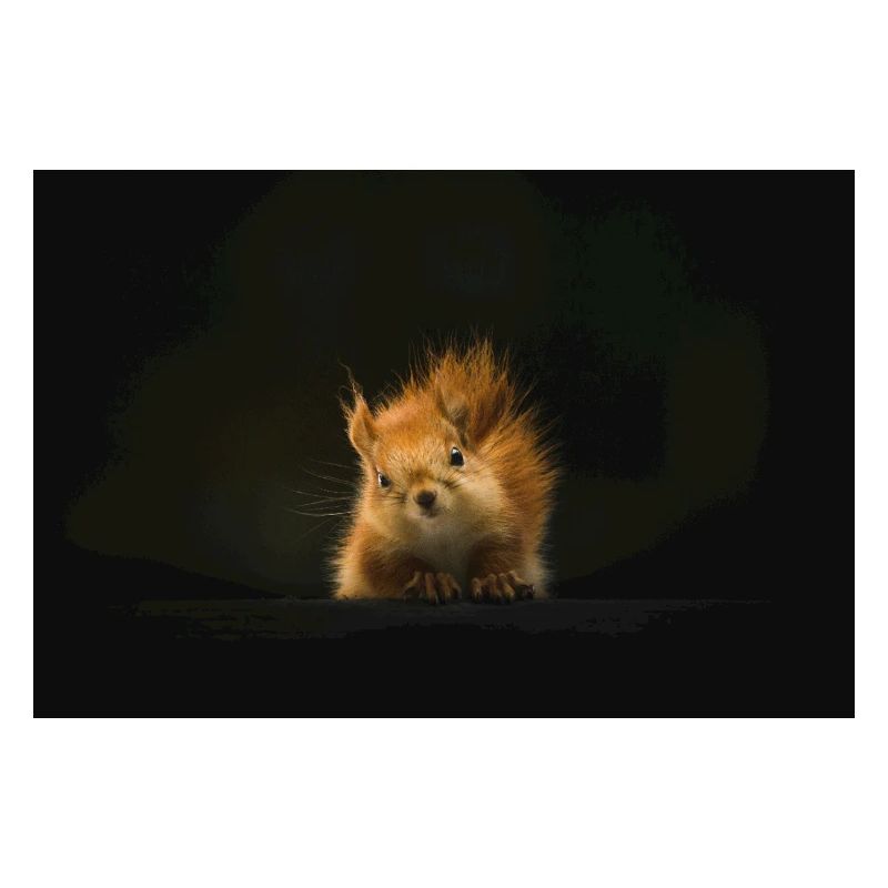 Flauschiges Eichhörnchen Lichtblick