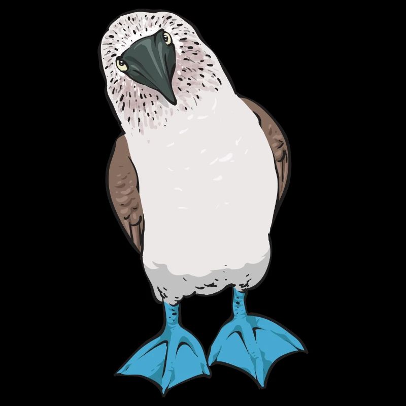 Blue-footed Booby Seabird Blue-footed Booby Seabird
