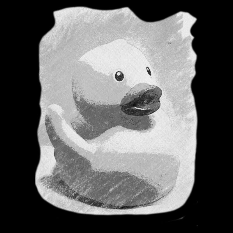 Canard gris