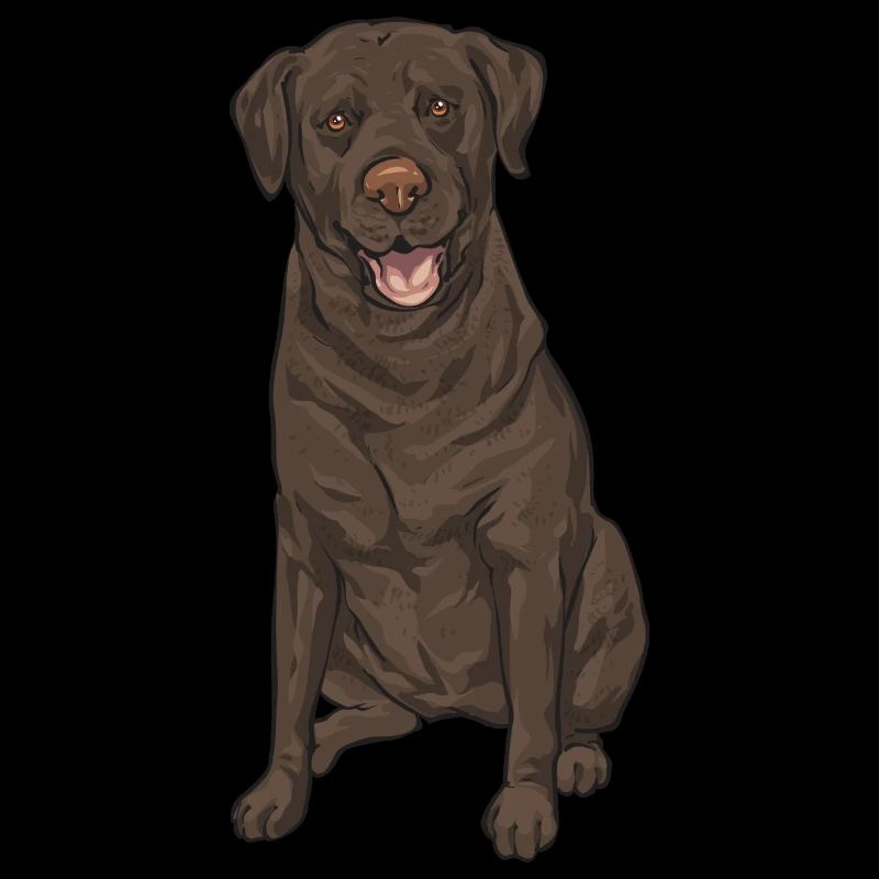 Chien Labrador Retriever chocolat