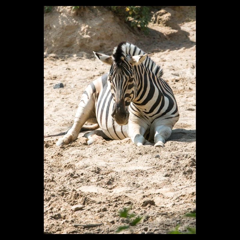 Zebra (in german Zebra or Zebras) Hippotigris