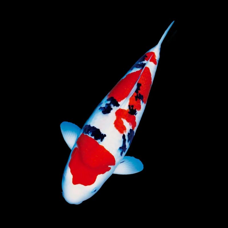 Carpe KOI
