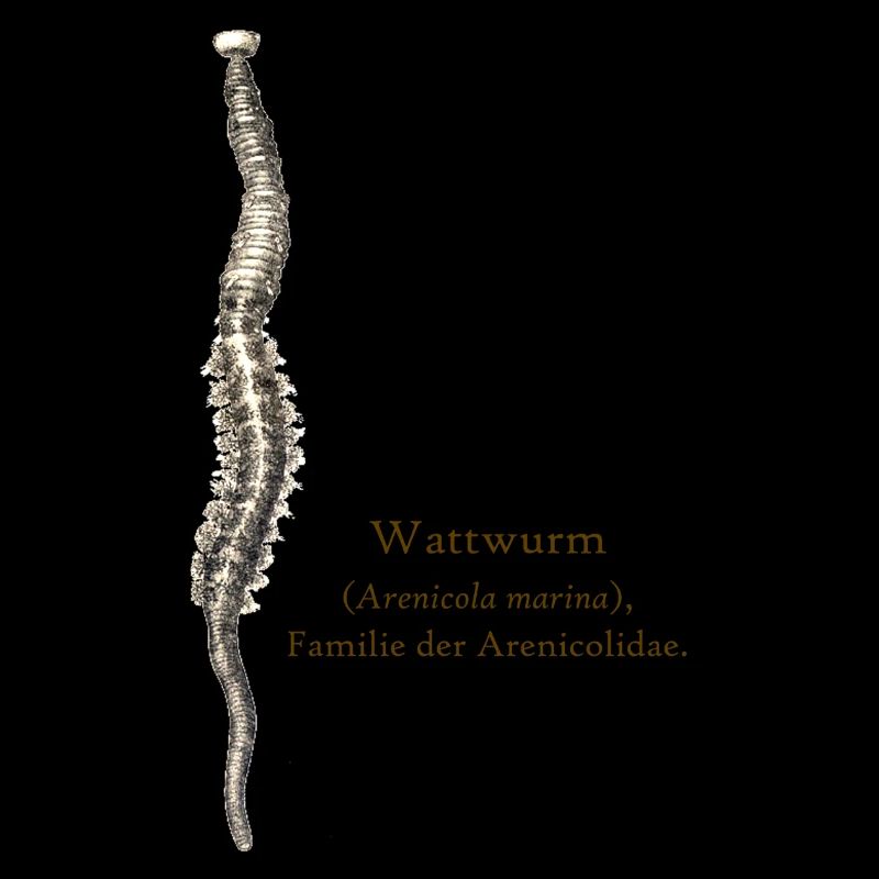 Wattwurm dunkel
