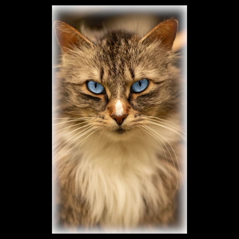 Chat