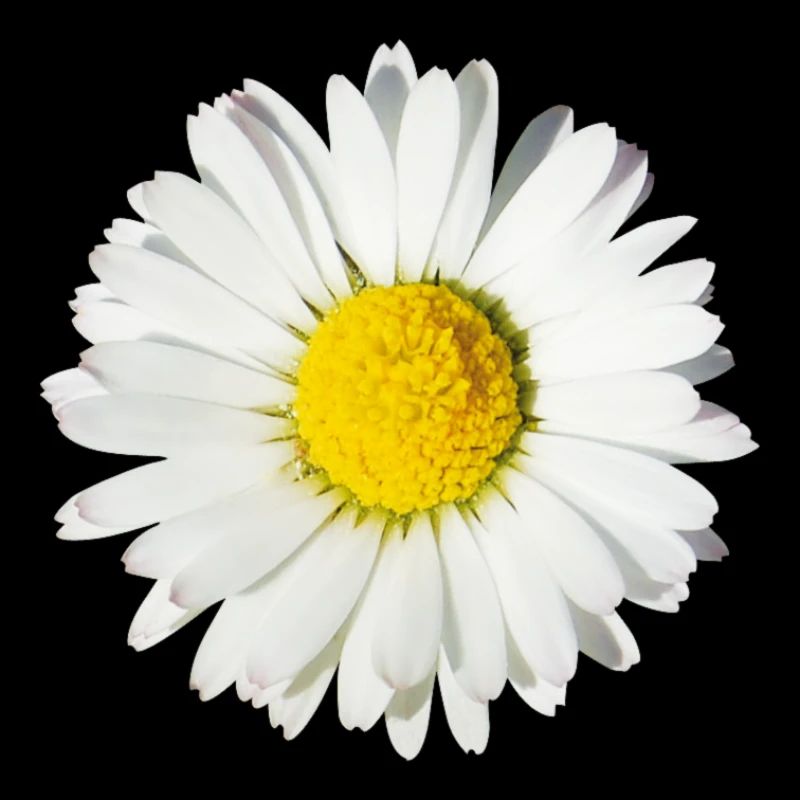 Gänseblümchen