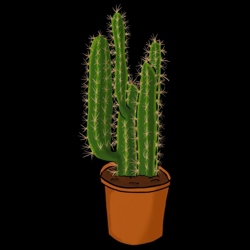 Cactus