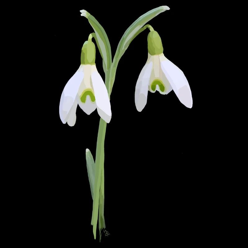 snowdrop