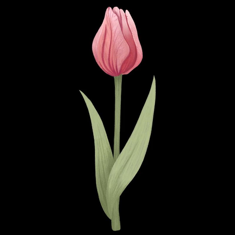 Tulpe