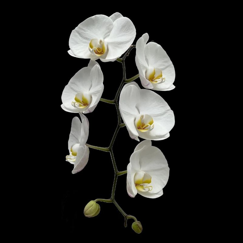 Orchidee