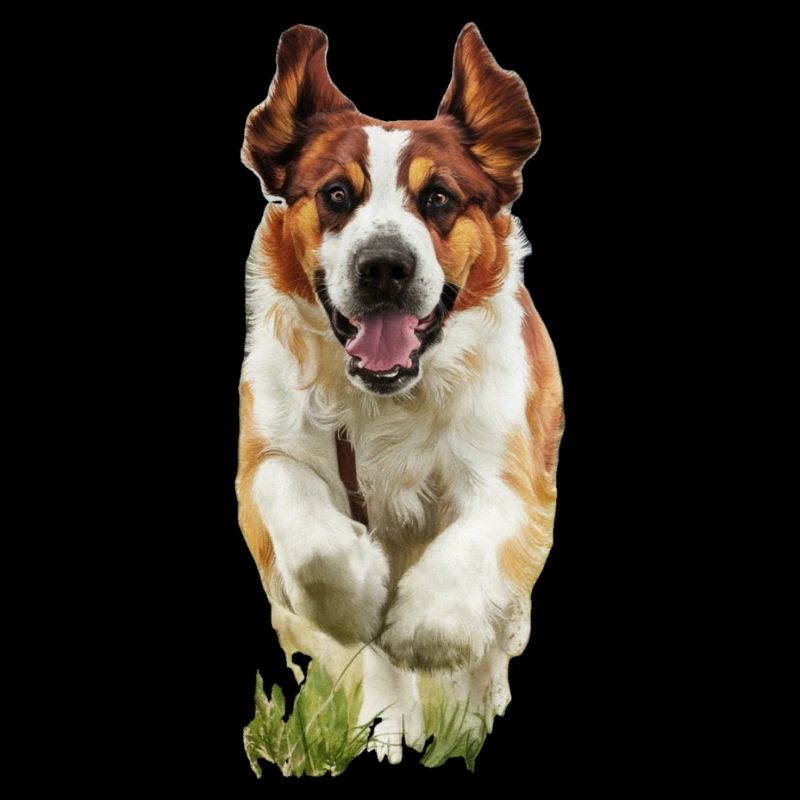 Chien