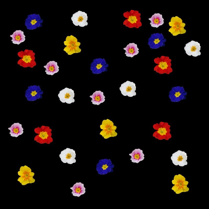 Primeln