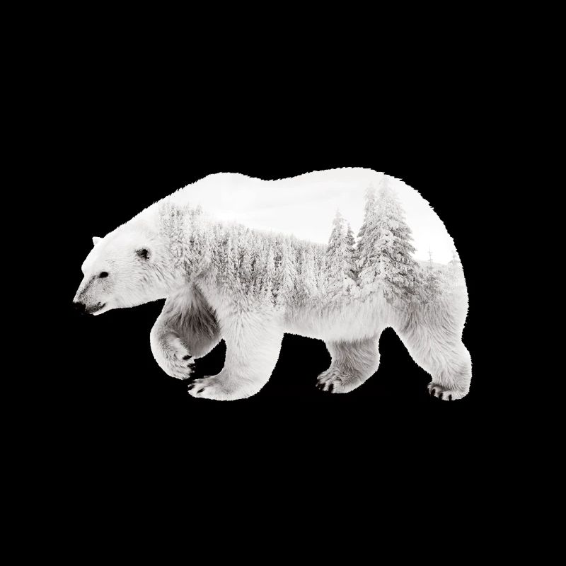 Arctic bear