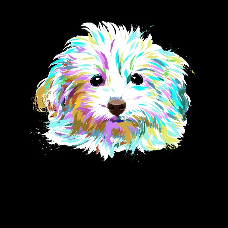 Splash Maltipoo Hund
