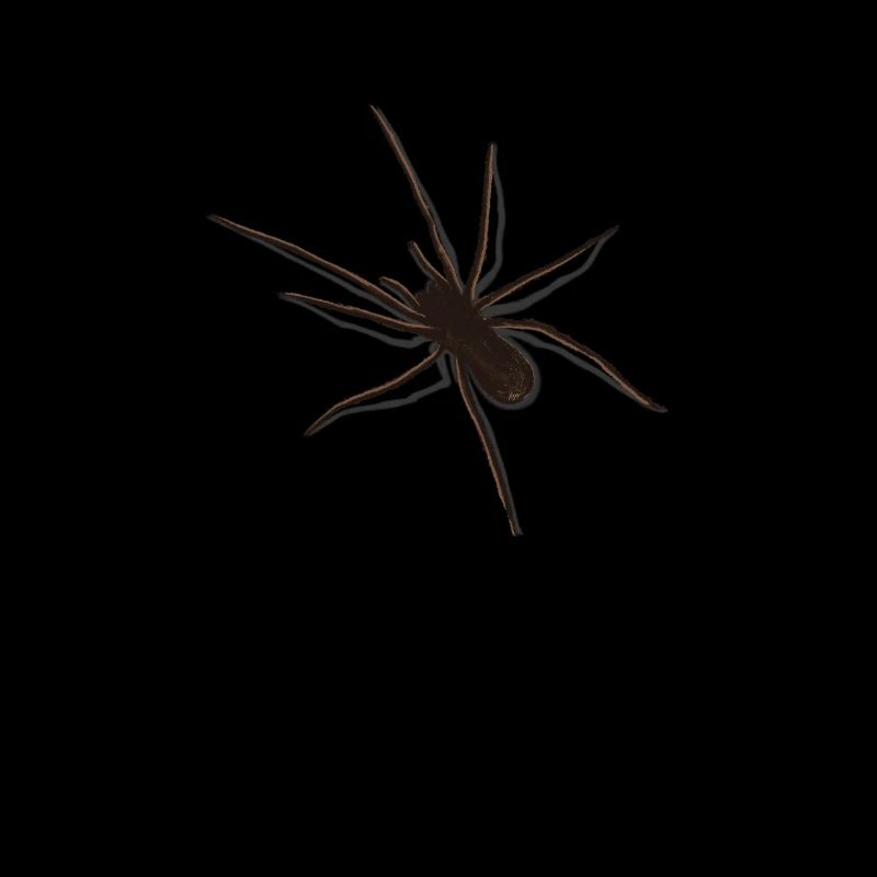 Araignée 3D