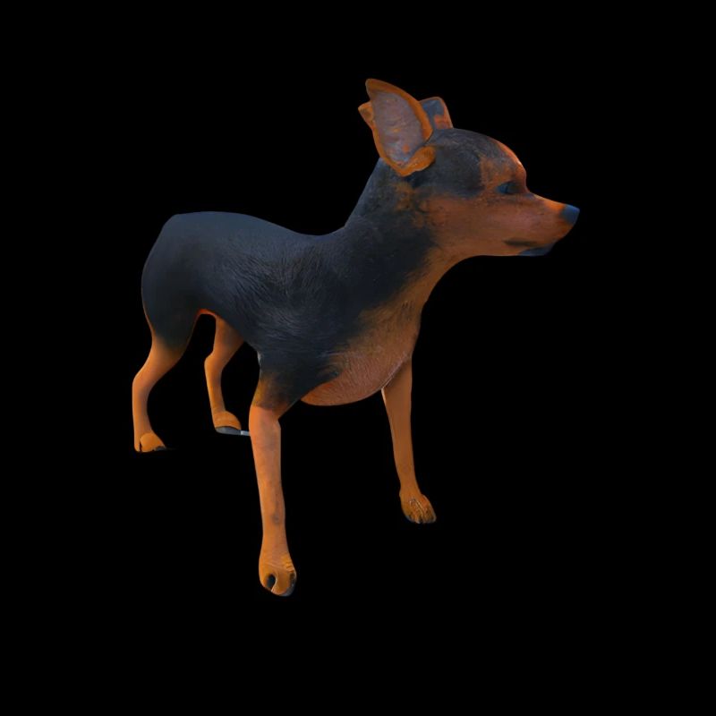 Lancashire Heeler