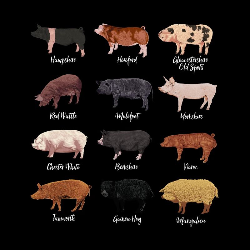 Dessins de porcs - Races de porcs