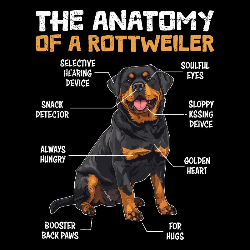 Rottie L’ANATOMIE D’UN ROTTWEILER Chien Rotti