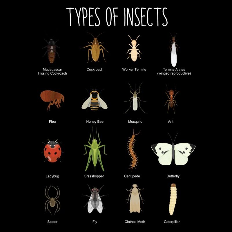 Insects, insect species, butterfly, ladybug