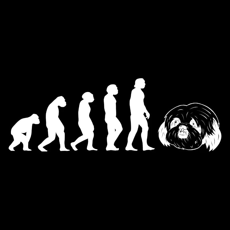 Évolution Shih Tzu