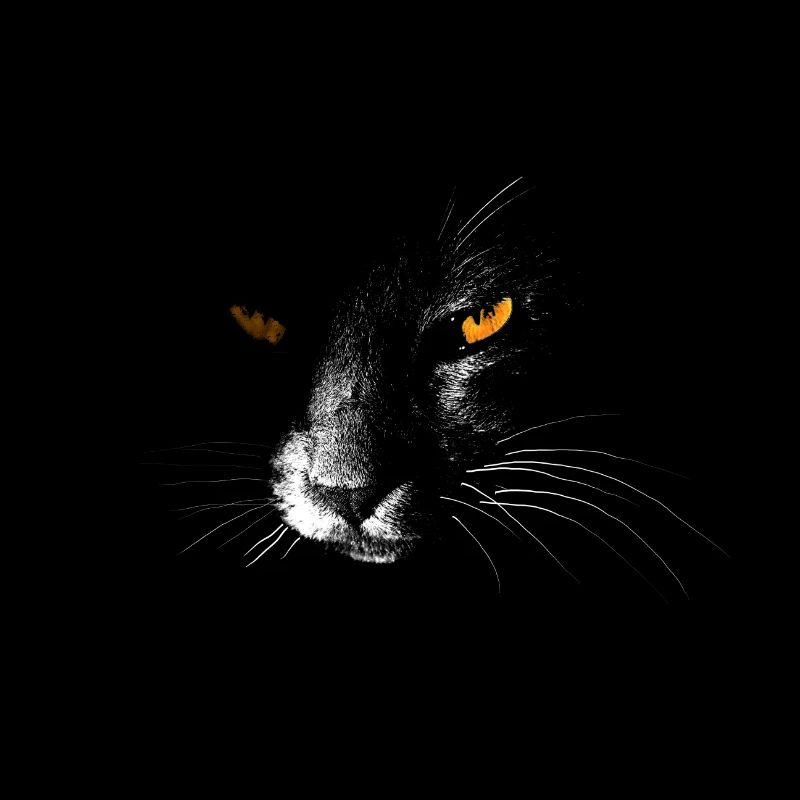 Chat dans le noir