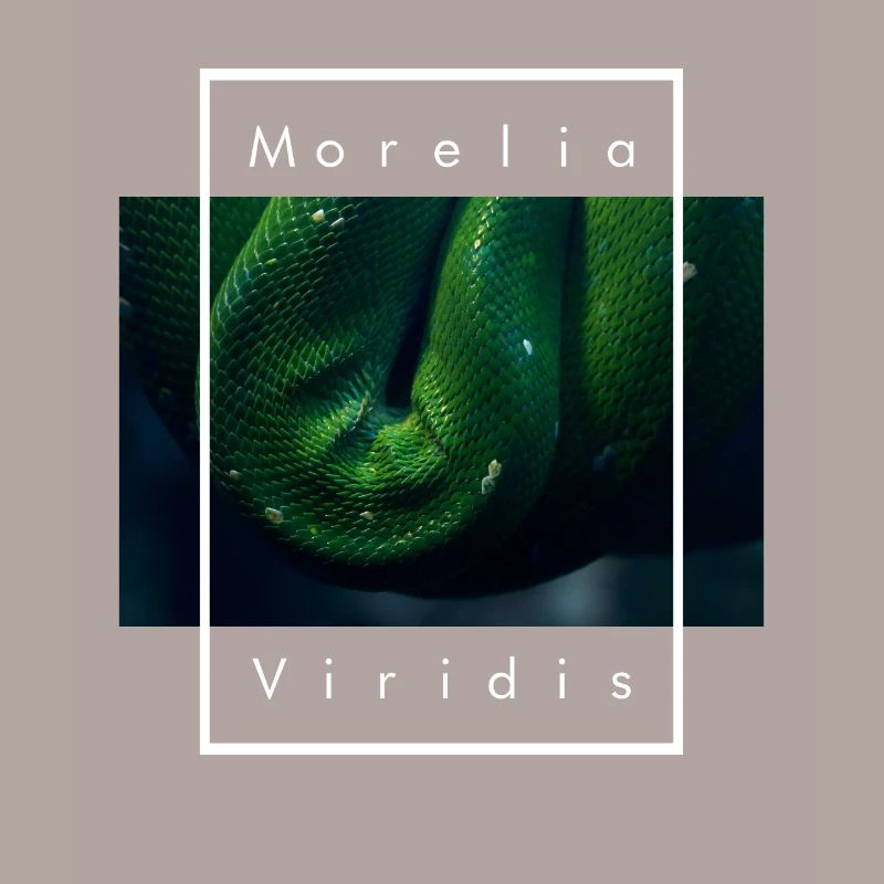 Arbre vert Python Morelia Viridis Serpent