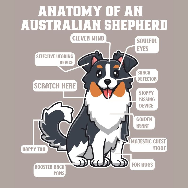 Australischer Schäferhund Aussie Dad Aussie Mom