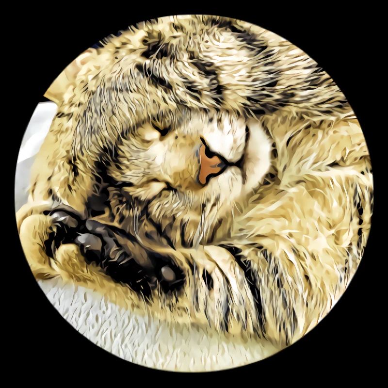 Pummelig schlafende Tabby-Katze