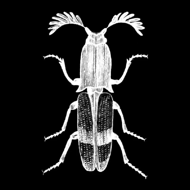 Beetle
