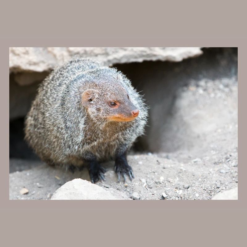 Gebänderte Manguste oder Zebramanguste