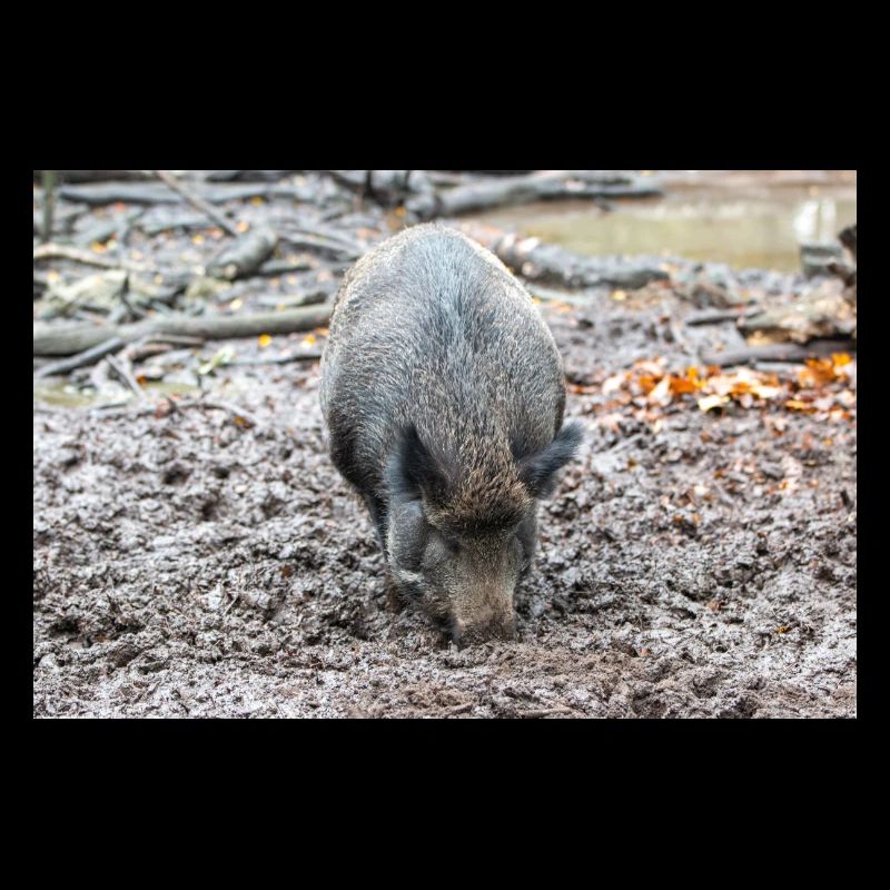 Wildschwein Sus scrofa