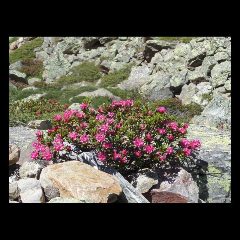Alpenrosen