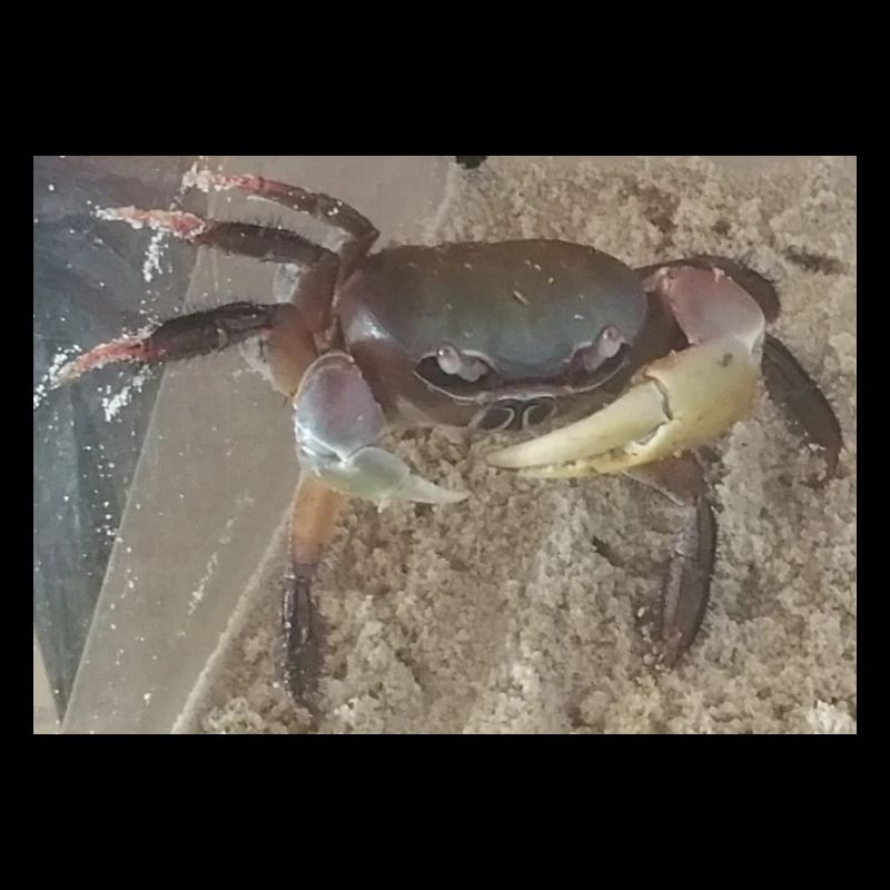 Mr Crab die Krabbe