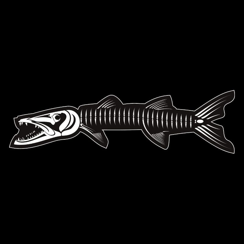 Skelett von Barracuda