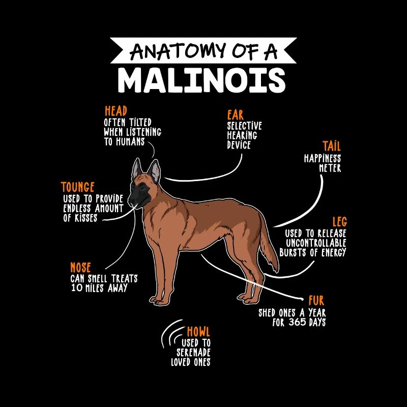 Anatomie du chien Malinois propriétaire de chien
