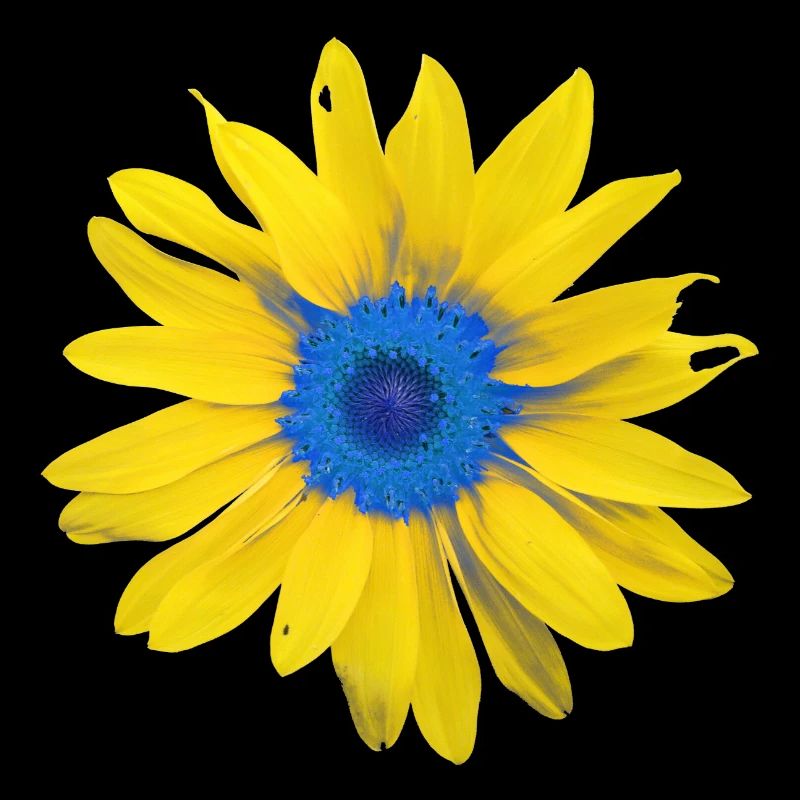 Tournesol Ukraine Drapeau Drapeau Couleurs Jaune Bleu