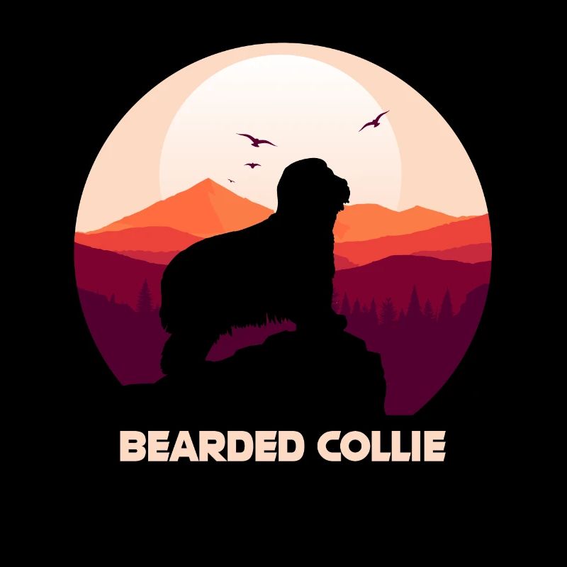 Bearded Collie