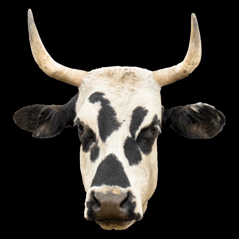 vache