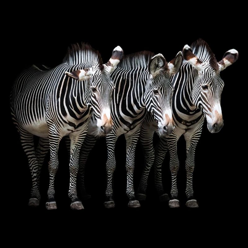 Drei Zebras